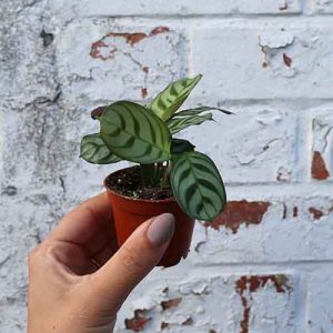 baby house plant