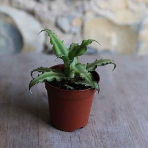 Mini Terrarium Plant