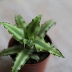 Cryptanthus Bivittatus