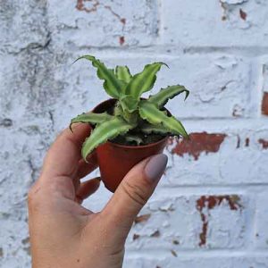 Earth Star Plant Green