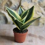 snake plant aka mother in laws tongue