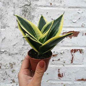 Mini Birds Nest Snake Plant Sansevieria Trifasciata Hahnii