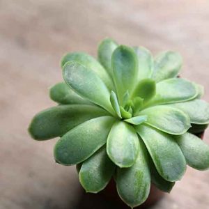 small succulent plant for sale uk