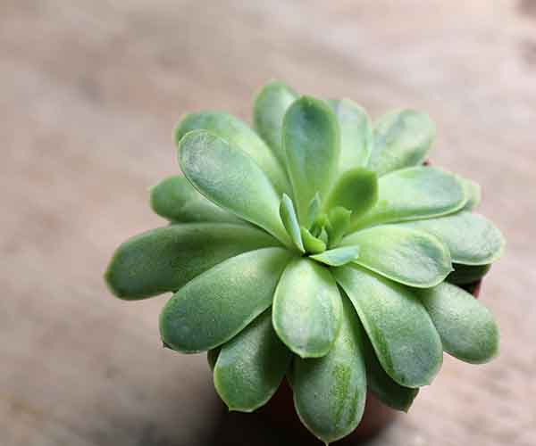 small succulent plant for sale uk