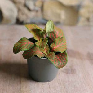 small fittonia cute house plant