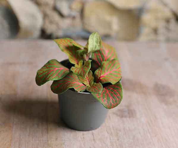 small fittonia cute house plant
