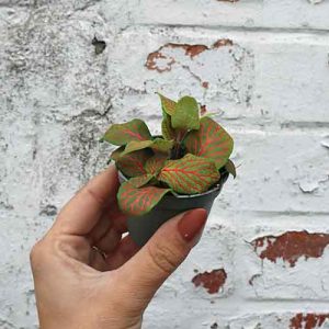 small fittonia terrarium plant