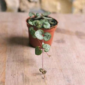 Mini String of Hearts Ceropegia Woodii