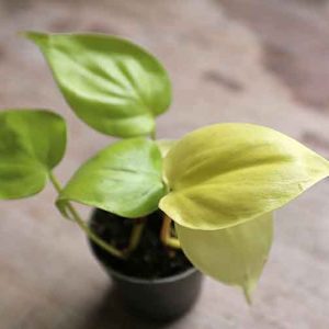 Mini Philodendron Hederaceum Lemon Lime