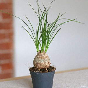 mini ponytail palm