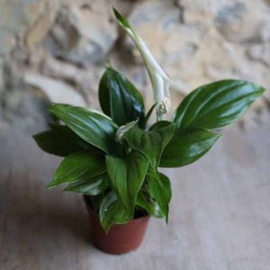 house plants uk