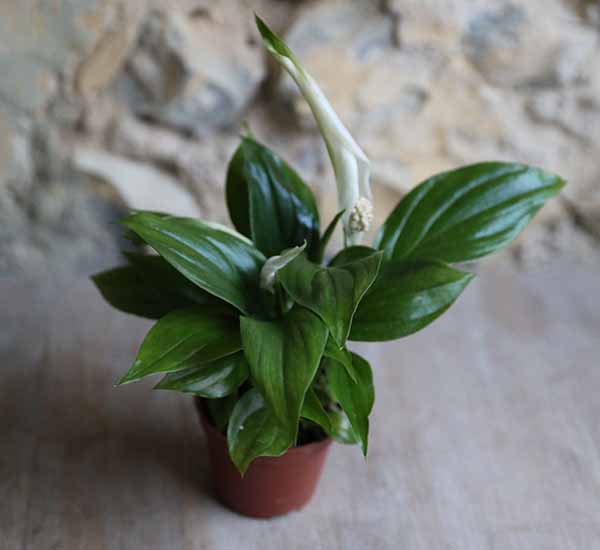 house plants uk