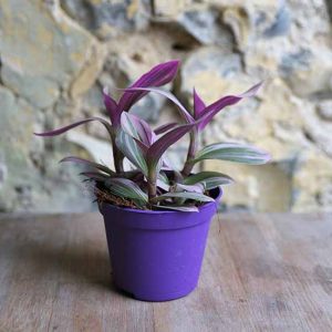 trailing tradescantia plant