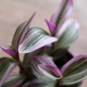 tradescantia nanouk house plant