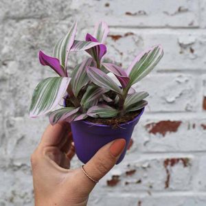 trailing spiderwort tradescantia nanouk