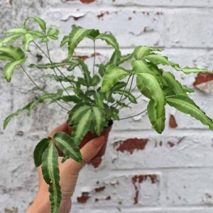 ribbon fern shop online