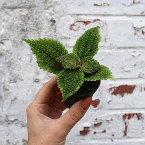 shop online pilea