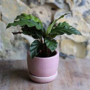 BASIC - Ceramic Plant Pot (6.5cm) - Image 2