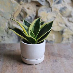 BASIC - Ceramic Plant Pot (6.5cm) - Image 4