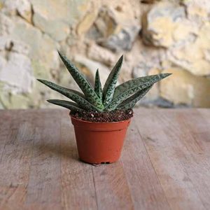 shop for succulents online uk