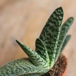 gasteria plant