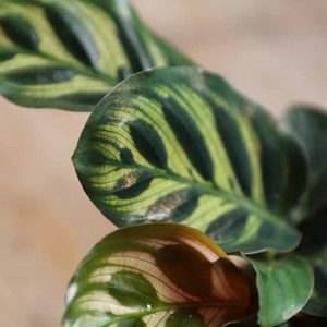 shop for calathea online