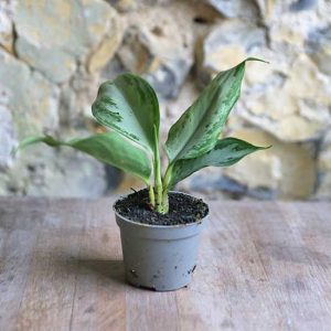 chinese evergreen plant