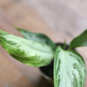 chinese evergreen terrarium