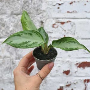 buy house plants uk