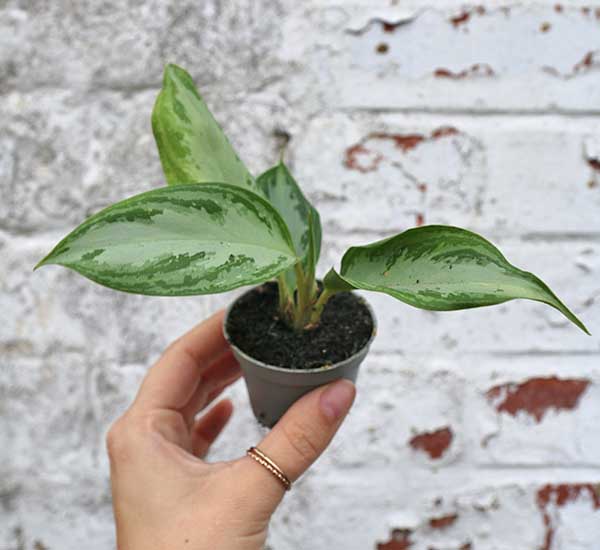 buy house plants uk