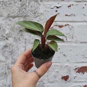 calathea triostar