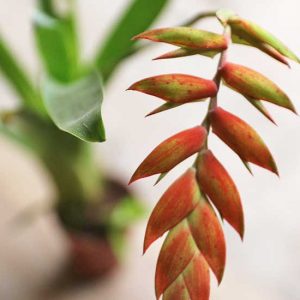 tillandsia dyeriana