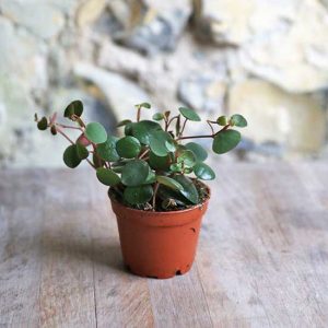 peperomia pepperspot