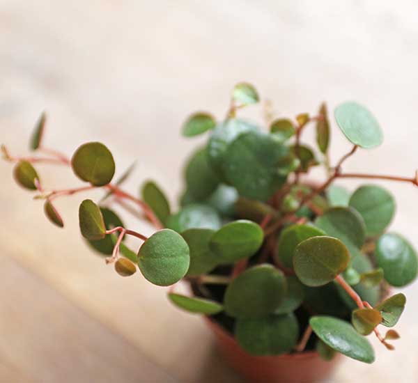string of coins house plant