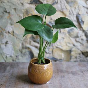 natural ceramic plant pot uk