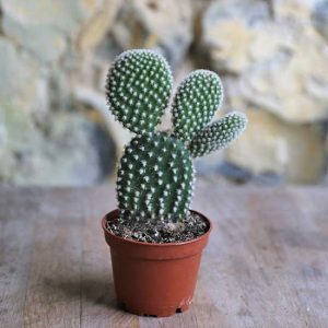 prickly pear cactus for sale