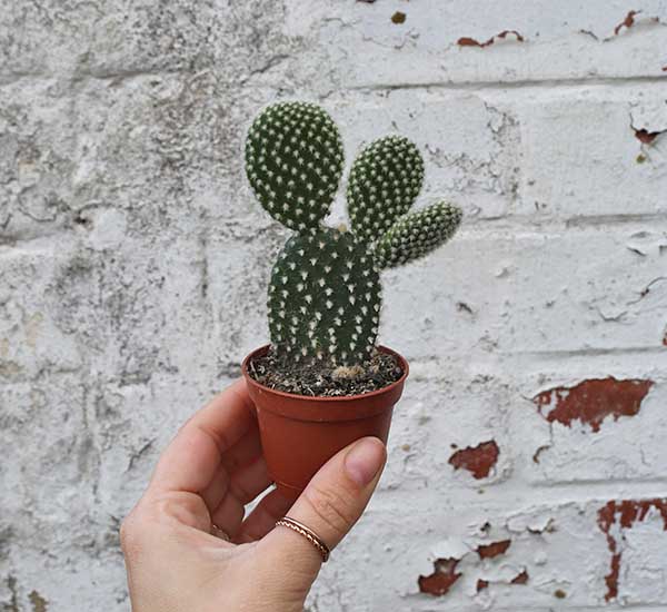 opuntia cactus buy online