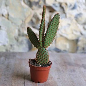 cacti for sale uk