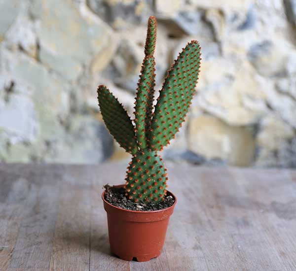 cacti for sale uk