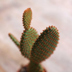 shop for cacti uk