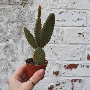 buy opuntia online