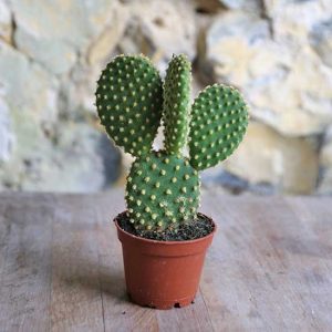 prickly pear cactus uk opuntia