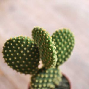 shop for cactus online uk