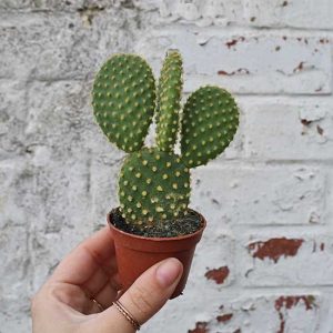 buy cactus plants online uk