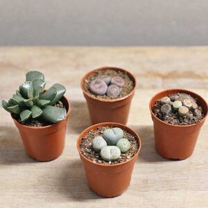 lithops living stones