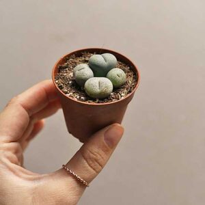 small lithops plant