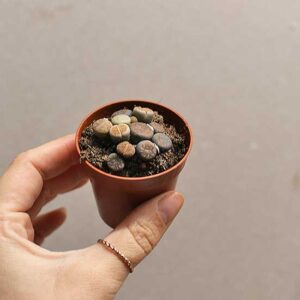 lithops for sale online uk