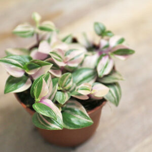 tradescantia for sale online uk