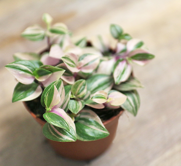 tradescantia for sale online uk