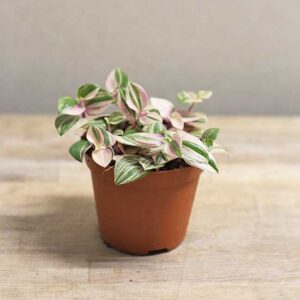 variegated inch plant